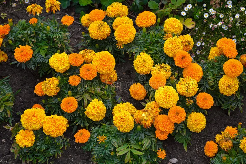 Tagetes erecta yellow