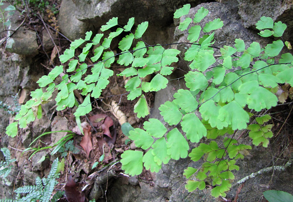 Adiantum raddianum