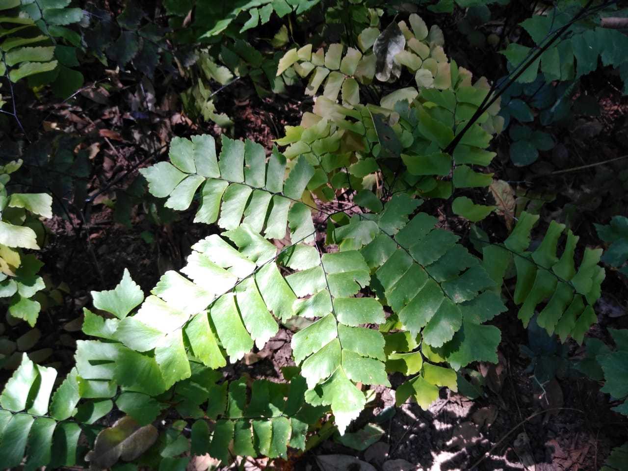 Adiantum trapeziforme
