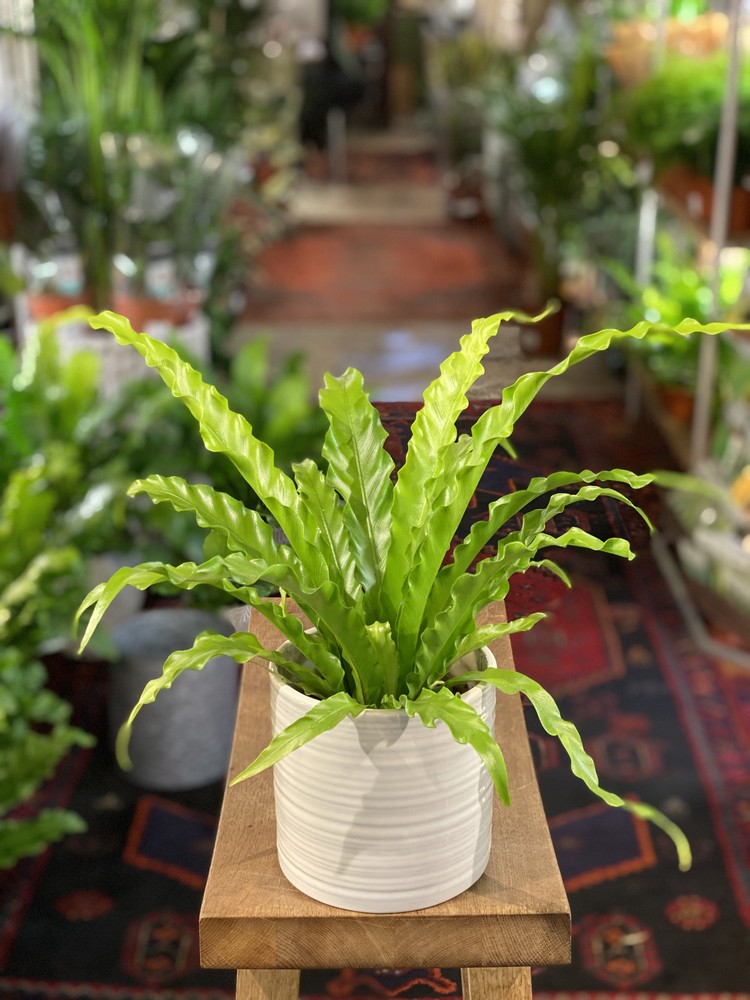 Asplenium antiquum ‘Osaka’