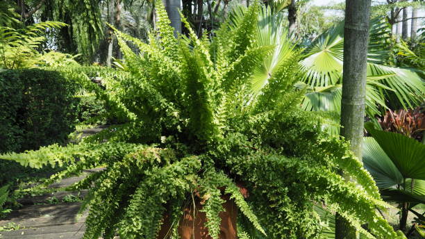 Nephrolepis biserrata aurea