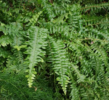 Nephrolepis exaltata bosteniensis