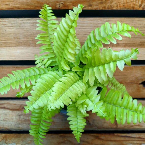 Nephrolepis exaltata aurea (new variety)