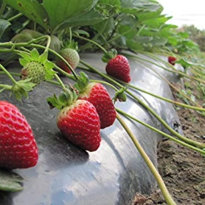 Black Mulching Sheet – 3.25 ft x 400 m thumbnail